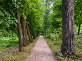 Forest trail in the country