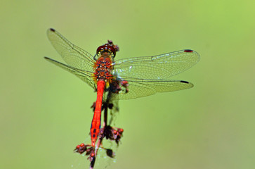 Common Darter  Red  Dragonfly  Symetrum Strriolatum on Grass.