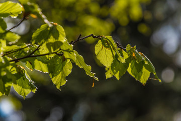 Buchenblätter Nahaufnahme