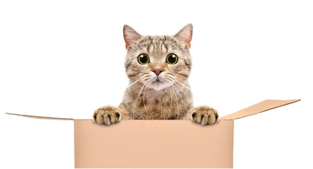 Foto op Plexiglas Portret van een grappige kat die uit de doos kijkt die op witte achtergrond wordt geïsoleerd © sonsedskaya