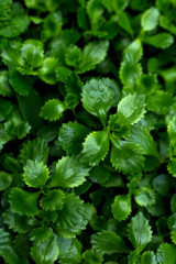 Bright green leaves