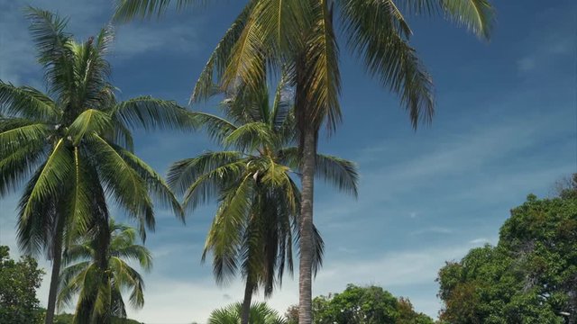 Nature Background of palm trees with coconuts and blue sky Exotic Tropical landscape