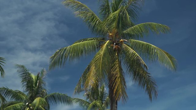 Close up palm trees leaves and coconuts sunny day with blue sky Tropical background Exotic view