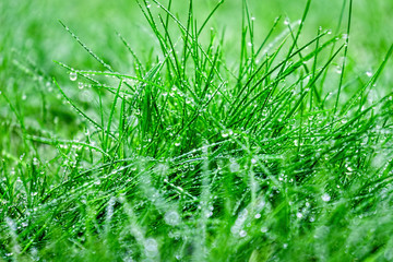 Morning dew. Fresh green grass with dew drops closeup.