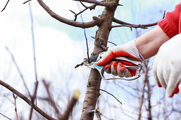 pruning fruit tree