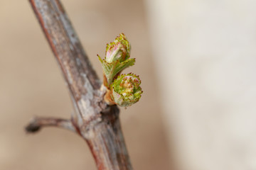 sprout of grapes