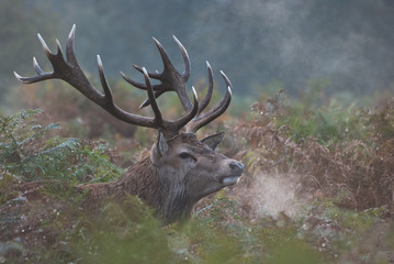 Red stag deer keeping a lookout in the deep heather