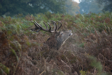 Fototapeta na wymiar Red stag deer keeping a lookout in the deep heather