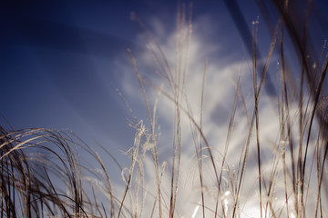 grass and blue sky