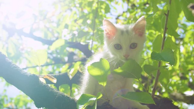 SLOW MOTION, CLOSE UP, LENS FLARE: Curious white kitten looks around the backyard from a high tree. Playful young house cat with soft white fur climbs a tree and looks at its surroundings from branch.