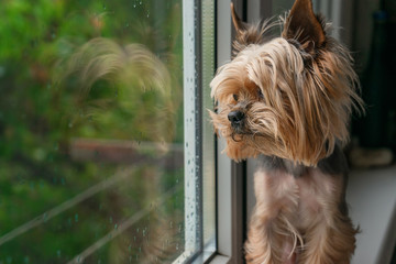 The dog looks out the window, the rain outside the window, the Yorkshire terrier
