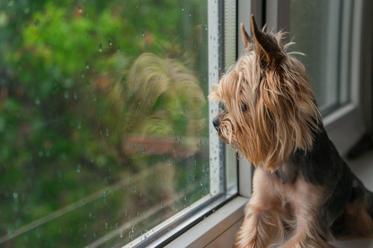 The dog looks out the window, the rain outside the window, the Yorkshire terrier