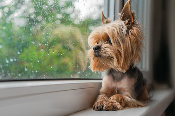 The dog looks out the window, the rain outside the window, the Yorkshire terrier - obrazy, fototapety, plakaty