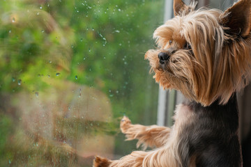 The dog looks out the window, the rain outside the window, the Yorkshire terrier