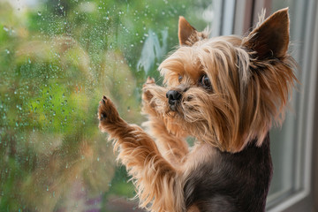 Fototapeta The dog looks out the window, the rain outside the window, the Yorkshire terrier obraz