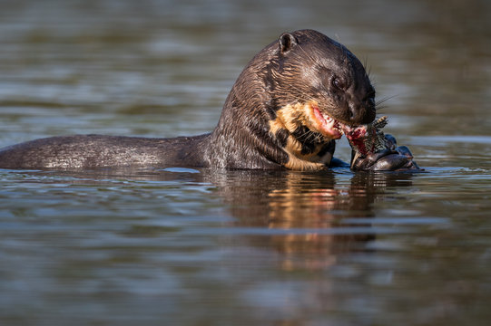 River wolf 2