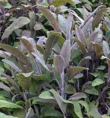 Purple Sage - culinary herb