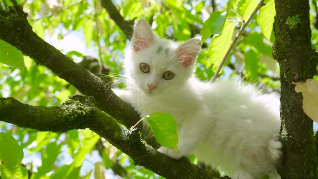 SLOW MOTION, PORTRAIT: Adorable fluffy white cat looks at the camera after climbing up a high tree and now lies on the branch. Curious young kitten exploring the green treetop on a sunny spring day.
