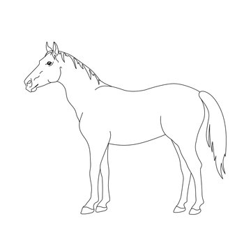 A standing horse hand-drawn by line. 