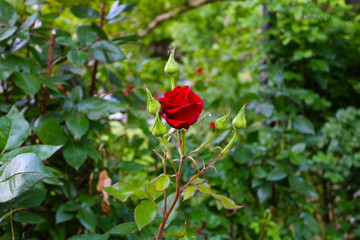 red rose in the garden