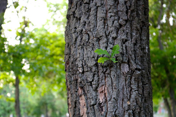 A young leaf on an old tree
