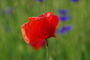 Poppies in the meadow