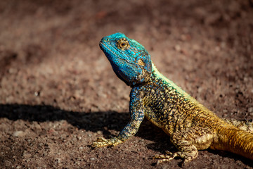 Blue Tree Agama Lizard 