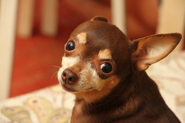 7 year old cute brown toy Terrier - pet dog indoor portrait