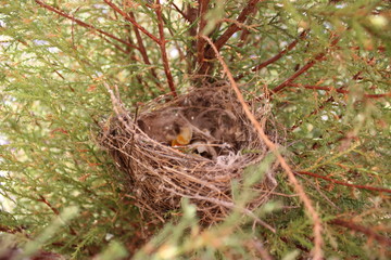 NEST
