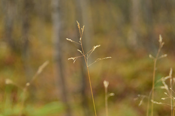 Wild grasses in a field. Beautiful autumn nature. Macro image, selective focus