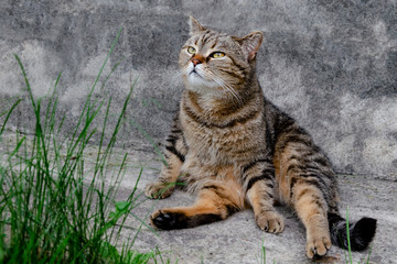 Domestic cat basking in the sun