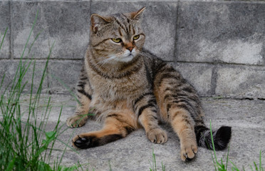 Domestic cat basking in the sun