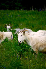 A herd of sheep grazing in a meadow, eating grass and plants.