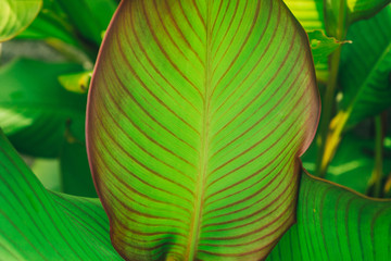 Green tropical leaves Close up. Pattern, texture, background