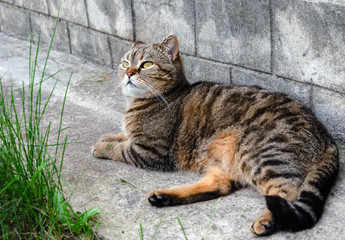 Obraz premium Domestic cat basking in the sun