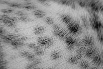 English pointing dog hair texture