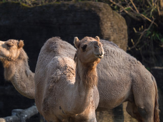 Closeup Arabian camel or Dromedary (Camelus dromedarius) the tallest of the three species of camel, walking in the zoo.