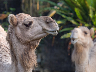 Closeup face of Arabian camel or Dromedary (Camelus dromedarius) the tallest of the three species...