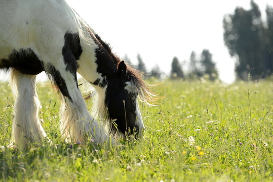 Weideidyll. Geschecktes Pferd grast auf der Wiese