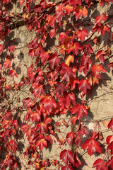 Parthenocissus tricuspidata