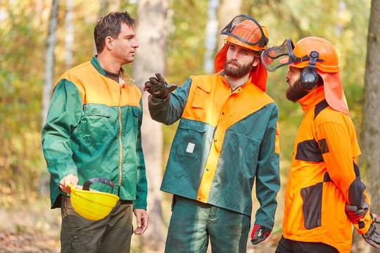 Drei Waldarbeiter planen das Holzr&uuml;cken im Wald