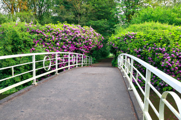 white bridge and path between pink flowers