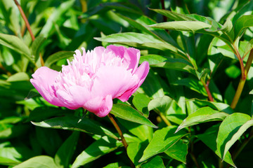 Pink double flowered Peony in the garden