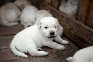  puppies three white