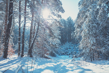 Winter pine forest covered with the deep snow. Pine trees covered with snow. Winter nature. Nature...
