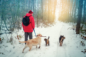A man with two dogs and a cat walks in a snowy pine forest in winter