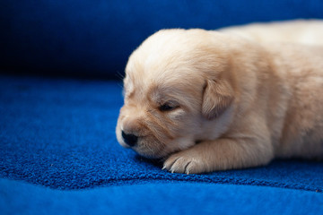 golden retriever puppy on blue background
