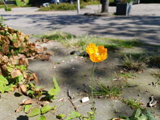Poppy flowers in orange color along the side of the road in the Netherlands.
