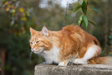 roter Maine-Coon-Katzer im Garten