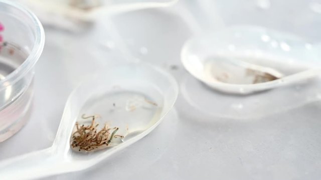 Mosquito larva in water,4K footage